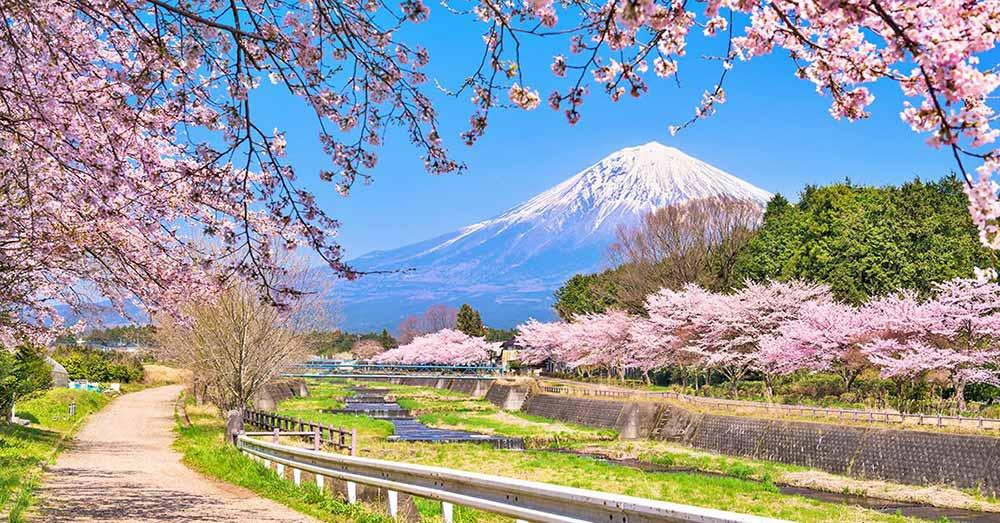 Mùa xuân với hoa anh đào nở rộ